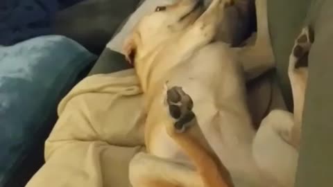 Dog drunk on couch