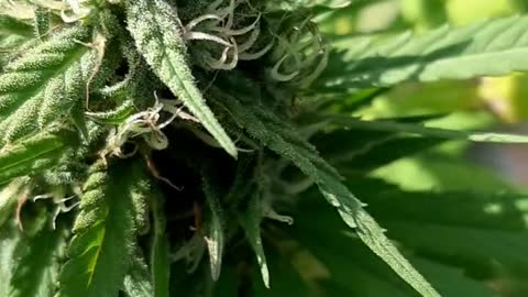 Patient zero medical marijuana grow