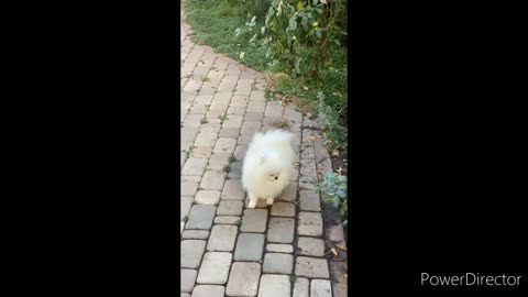 Cute pets puppy video