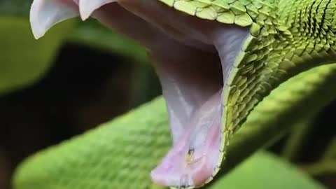 Green Viper