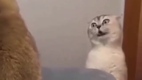 Funny REACTION #12 - Cat Funny Meow Meow