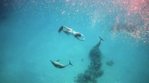 Swimming with DOLPHINS in Egypt -