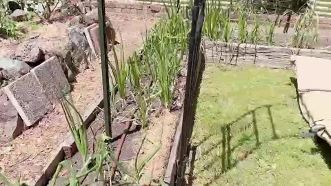 God’s miracle food spring onions on a tour of our garden