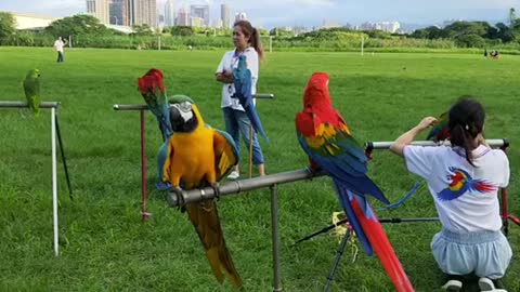Colorful birds perched on a metal pole