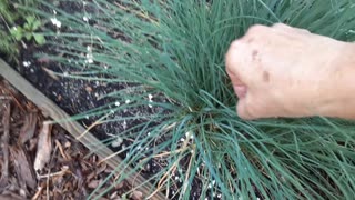 Chives in June