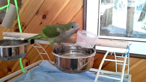 Impatient parrot accidentally dumps water on his own head