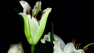 White flower opening in slow motion