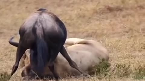 Its how lion attacked Forest Bull and Won it