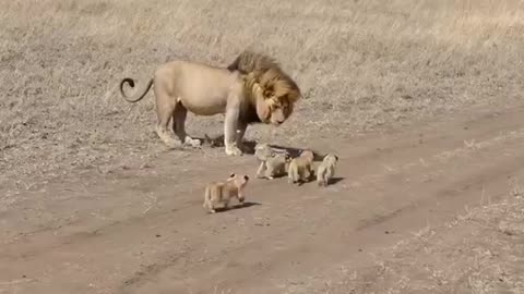 Lion dad tries toditch his kids