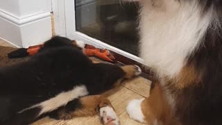 Very loud Bernese Mountain Dog puppy annoying his older brother