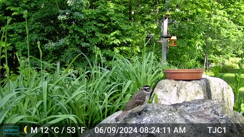 Female Rose-breasted Grosbeak, Red-breasted Woodpecker