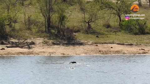 Herd Rescues Buffalo from Lions and Crocodiles!