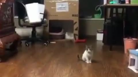 dancing kitty