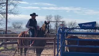 Krogs Bueno Cat, my roping horse, after a year off