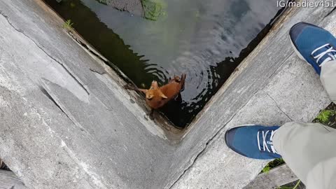 Rescuing a Fox from Deep Vat of Water