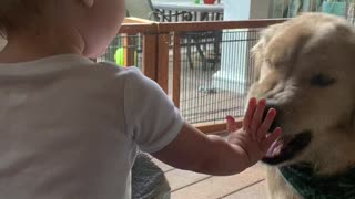 Puppy And Baby Play Boop Through Screen