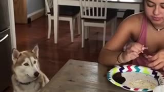 Begging husky looks away when confronted