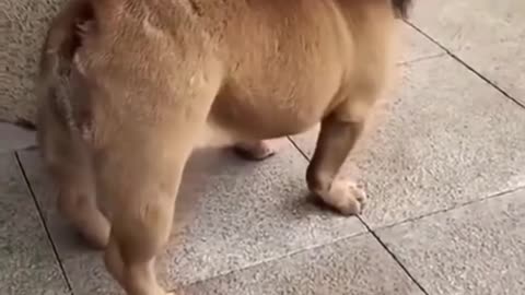 Funny dog video🐶