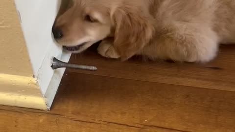 Puppy challenges doorstop nemesis