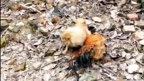 Chicken VS Dog Fight - Funny Dog Fight flight Videos