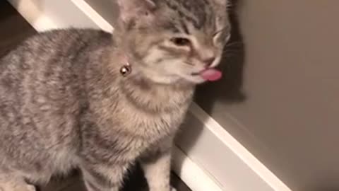 Funny cat sneezing video