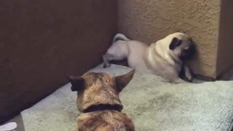 Pug throws temper tantrum over a bone