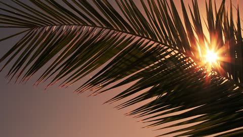 Sun through palm leaves