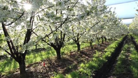 Cherries Harvest by hand and Harvest by machine - Cherry sorting and packaging Factory