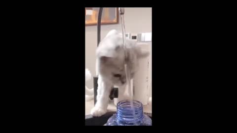 Cat VS water LOL FUNNY CUTE PET VIDEOS