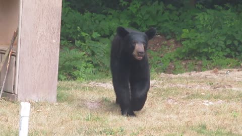 Buddy- the Michigan Black Bear Bestie