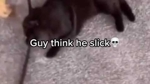 Jealous dog tries to strangle cat🐕🙀