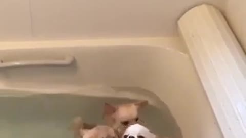 pups having fun in bathtub