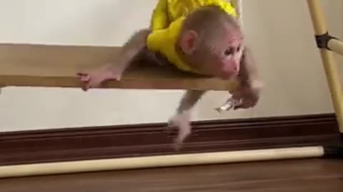 funny monkey babe