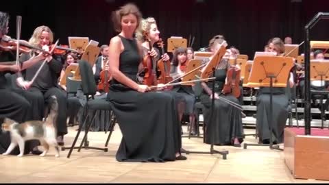 In Istanbul, a cat took to the stage during an orchestra performance