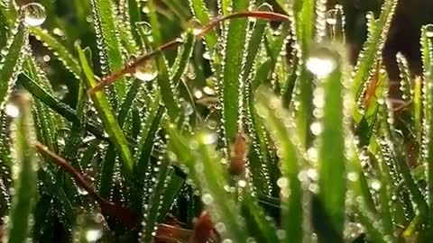 Watch the morning grass up close