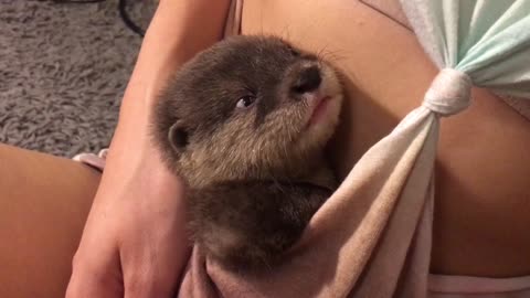 Otter Pup Cuddles