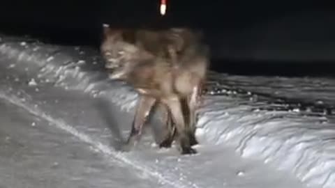 A HUNGRY WOLF CAME OUT ON THE ROAD THE DRIVER IS IN SHOCK