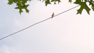 Cardinal Song On A Wire