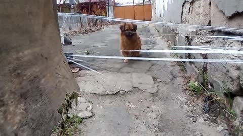 Dog invisible wall challenge