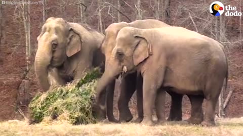 Retired Elephants Play With Donated Christmas Trees