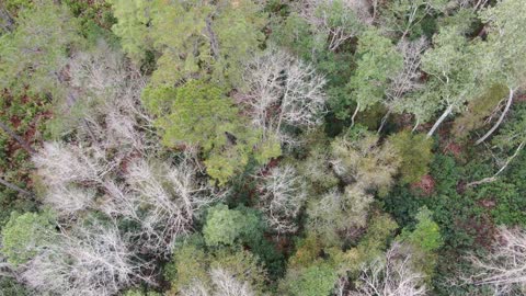 Where Did You Sleep Last Night - In The Pines - Ocala National Forest Drone Footage