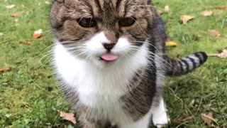 Cat licking invisible Window Glass Pane in slow motion