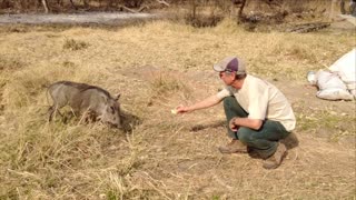Trying To Feed A Wild Warthog | Moholoholo South Africa