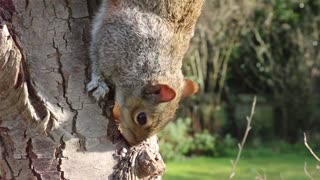 Squirrel digs into the tree