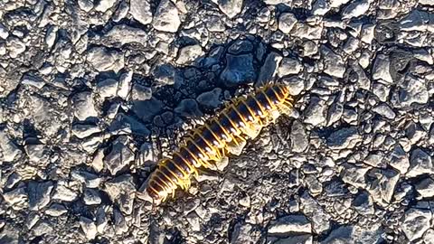 A Millipede Crosses My Path On My Walk To Work