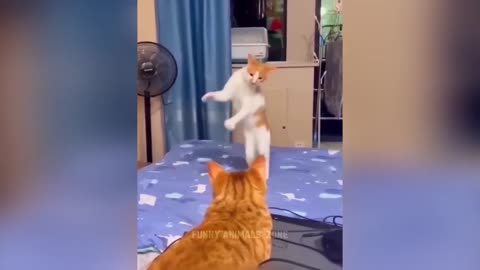 funny movement of animals