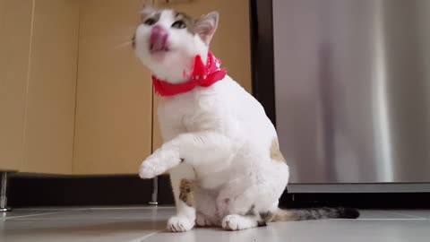 Cute Cat Wash mounth