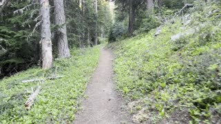Climbing Up the Lower Old Growth Forest Section of Tilly Jane Trail – Mount Hood – Oregon – 4K