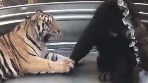 Rescue Bear & Tiger Bath Together