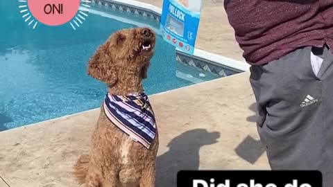 Good doggy gives high fives for treats